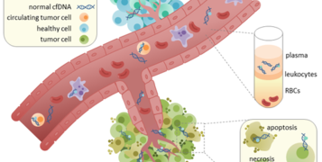 ctdna-in-circulation.png